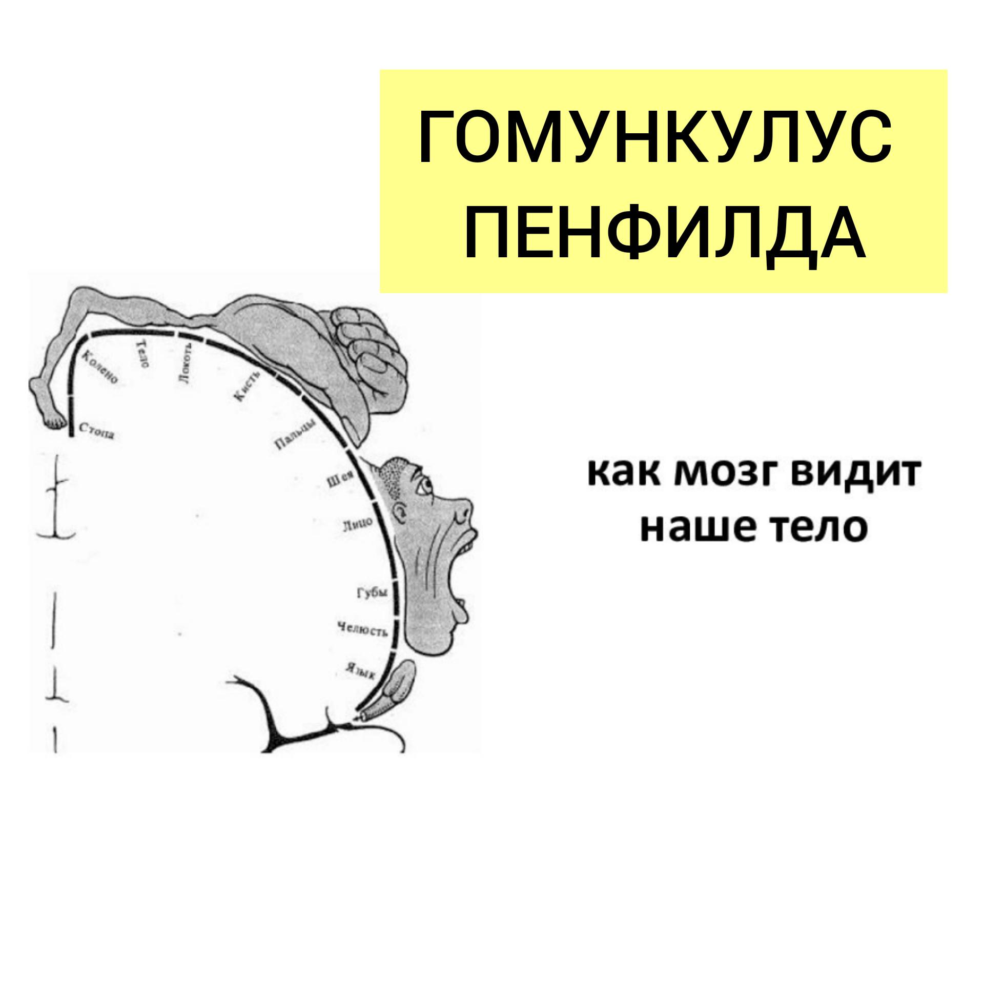 Вопрос: что такое гомункулус? - тест гомункулус - альтернативная психология