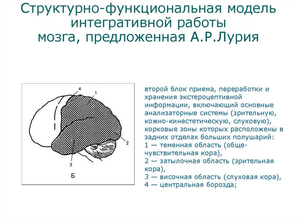 Функциональные блоки мозга (а.р.лурия). первый блок (энергетический) анатомическая основа: ретикулярная формация ствола мозга ( клеточная функциональная. - презентация