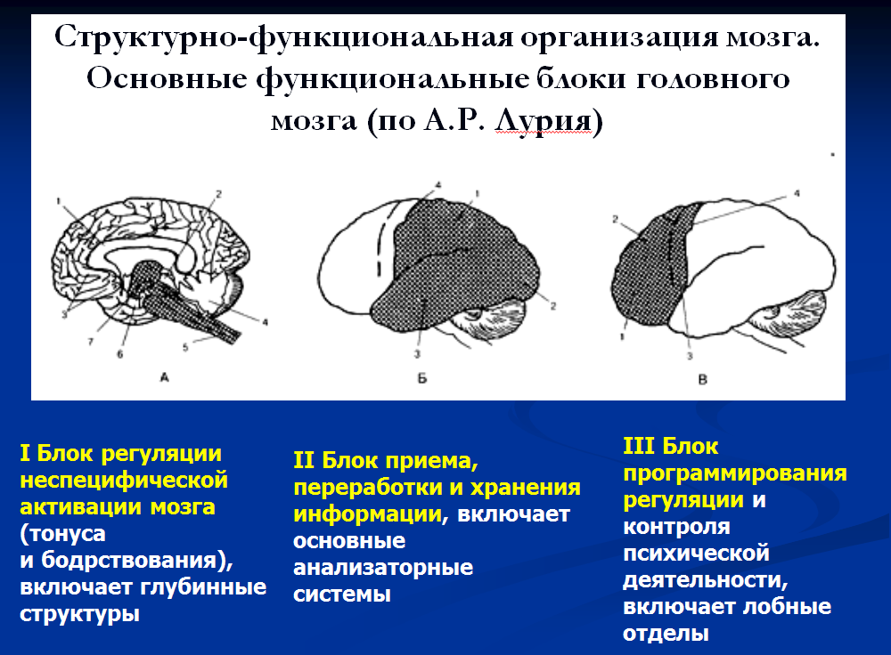 Основные принципы функциональной организации мозга