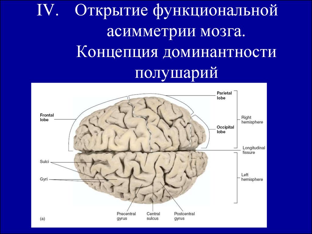 Как связана левая рука и мозг, почему левая рука может быть причиной проблем с обучением