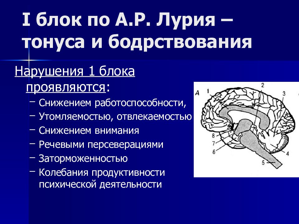 Лурия а.р. три основных функциональных блока мозга презентация, доклад
