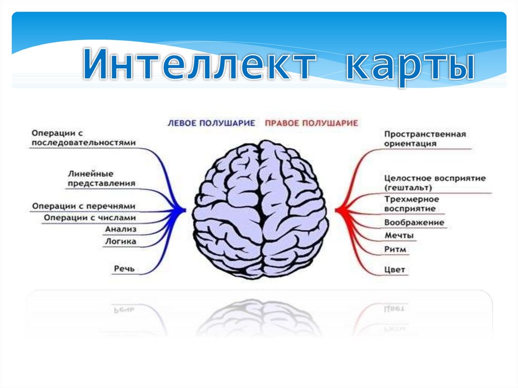 Как развить левое полушарие мозга? упражнения для развития левого полушария мозга - для взрослых и детей