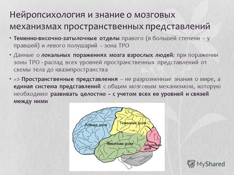 Нейропсихология