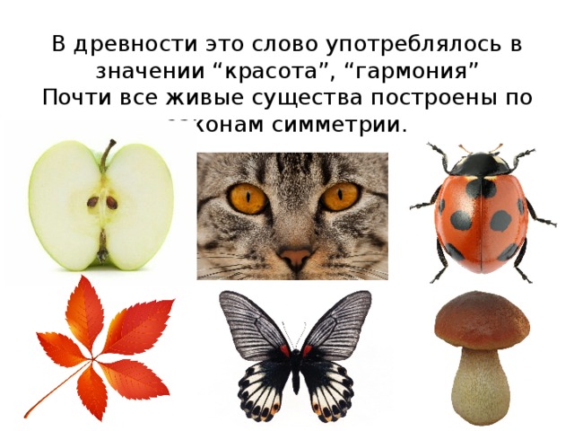 Симметрия для детей