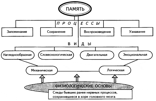 Развитие памяти у детей раннего, среднего и школьного возраста