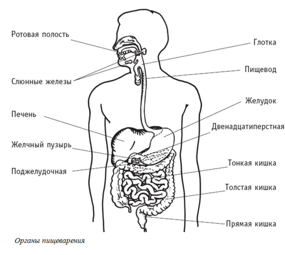 2. нейрон. оособенности строения, значение, виды