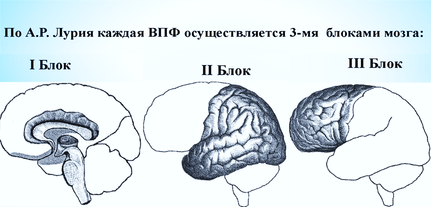 Основные принципы функциональной организации мозга