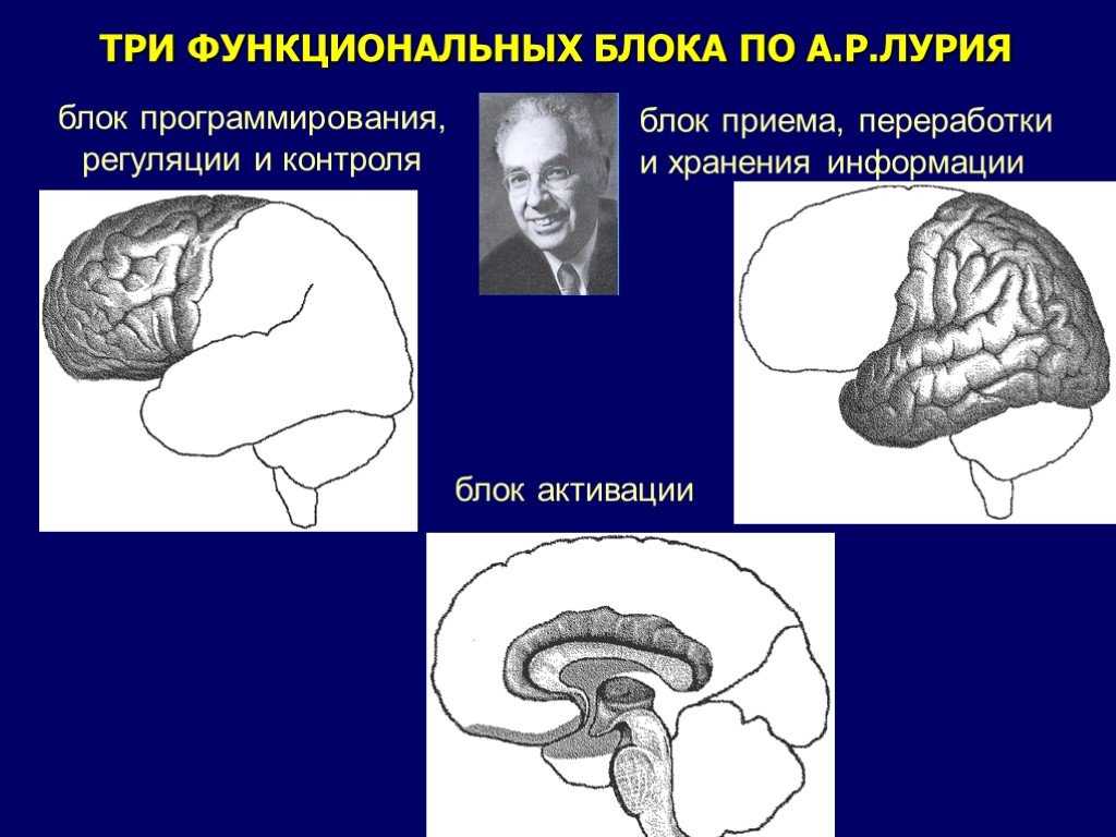 Функциональные блоки мозга