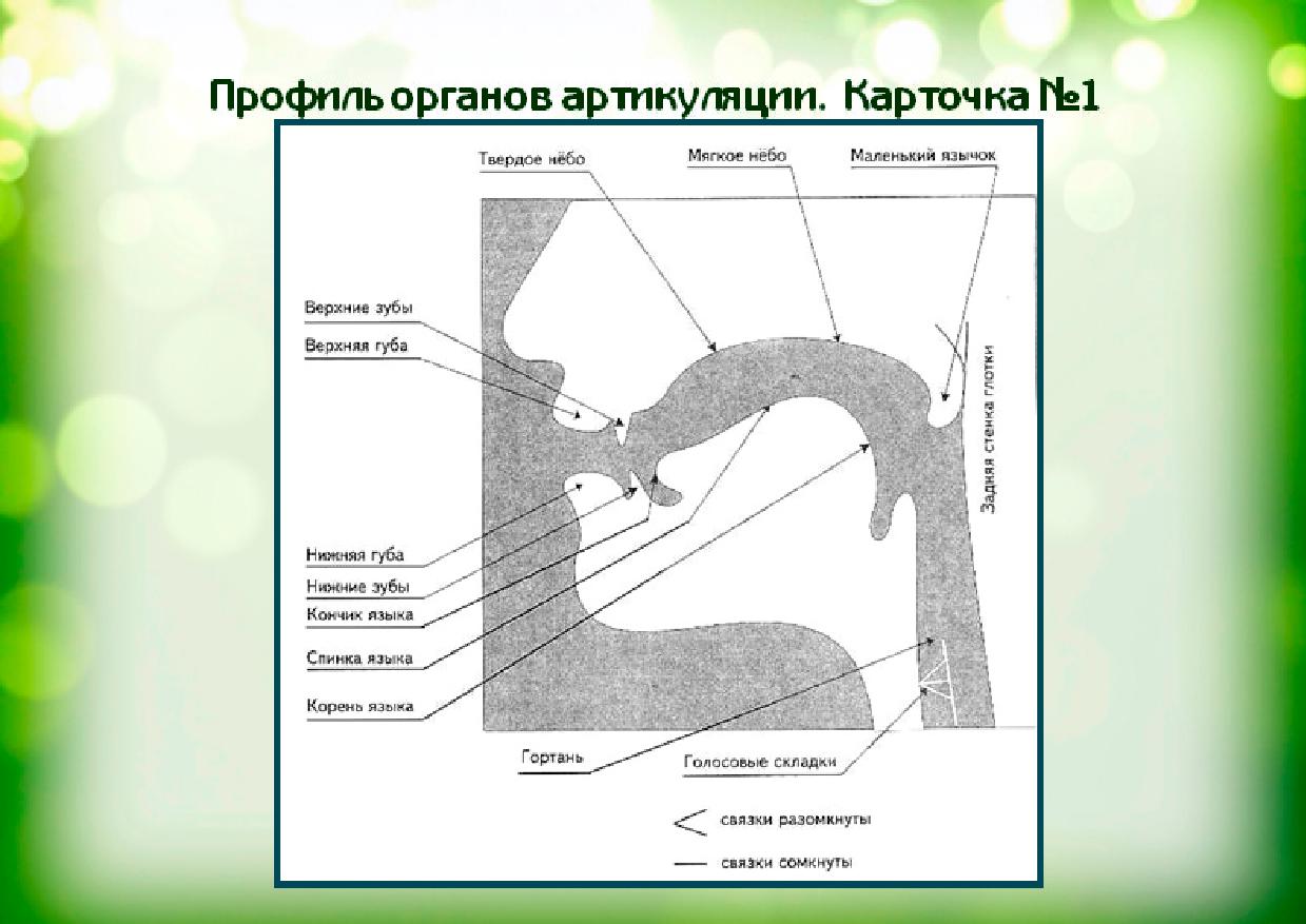 Речевой аппарат человека: строение, устройство, причины нарушения, разминка -  как стать хорошим оратором: от а до я
