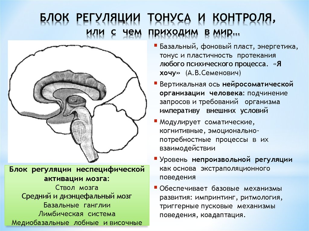 Функциональные блоки мозга