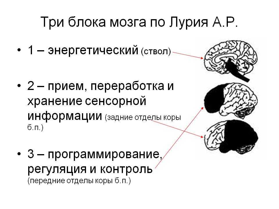 Корсакова н.к., рощина и.ф. к истории концепции а. р. лурии о трех структурно-функциональных 
блоках мозга человека / korsakova n.k., roshchina i.f. on the history of a. r. luria's concept of 
three structural and functional blocks of the human brain