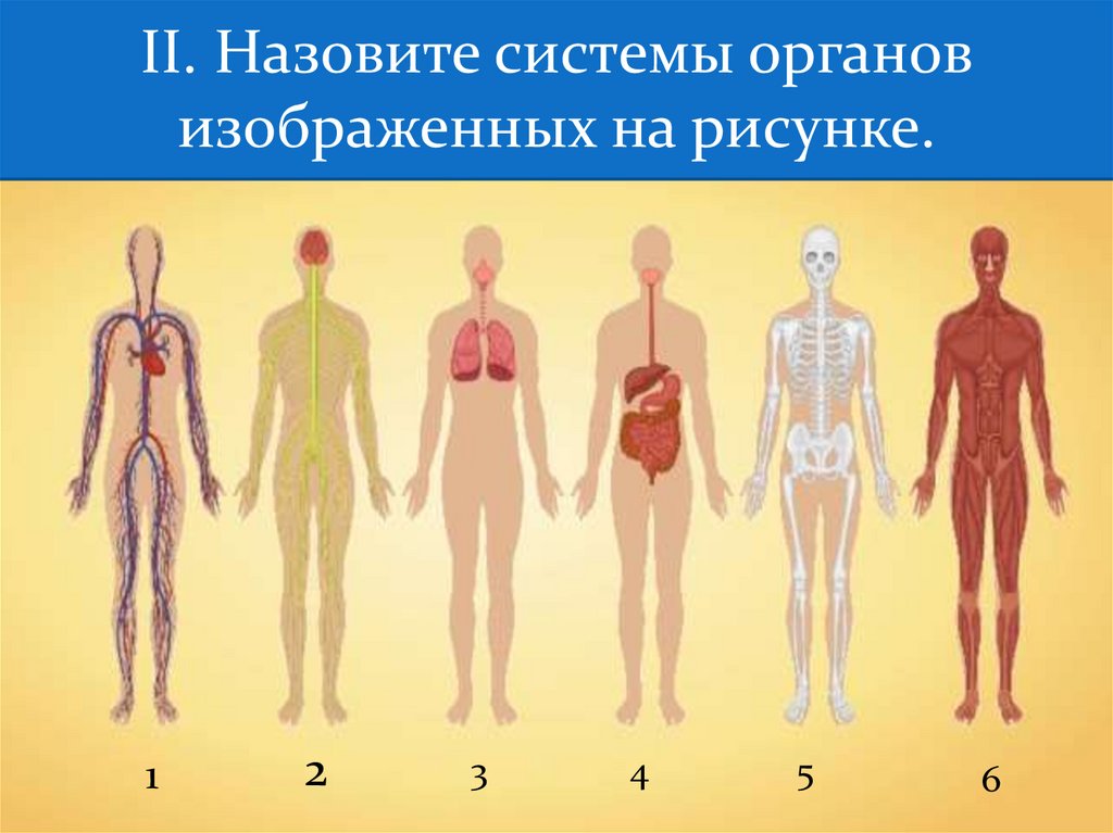 Понятие об органе и системах органов [1986 гаврилов л.ф., татаринов в.г. - анатомия]