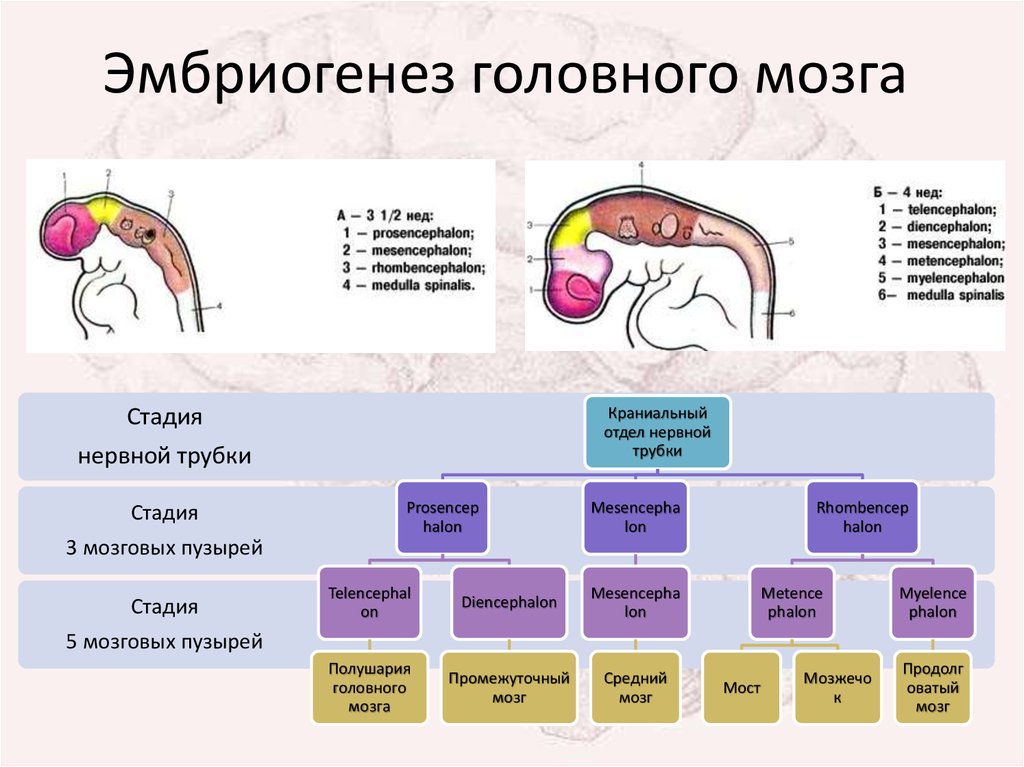 5 признаков того, что ребенок — ведомый и поддается негативному влиянию сверстников | счастливые родители