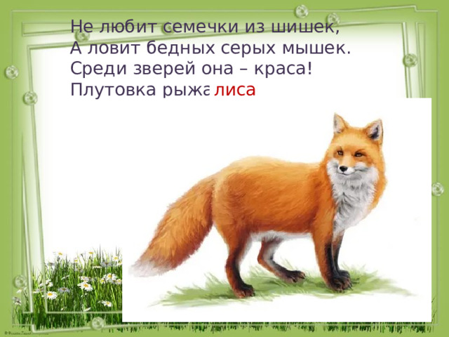 Природная зона смешанных и широколиственных лесов – характеристика и описание