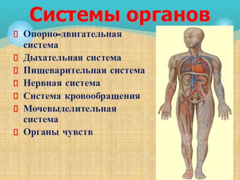 Организм как единое целое
