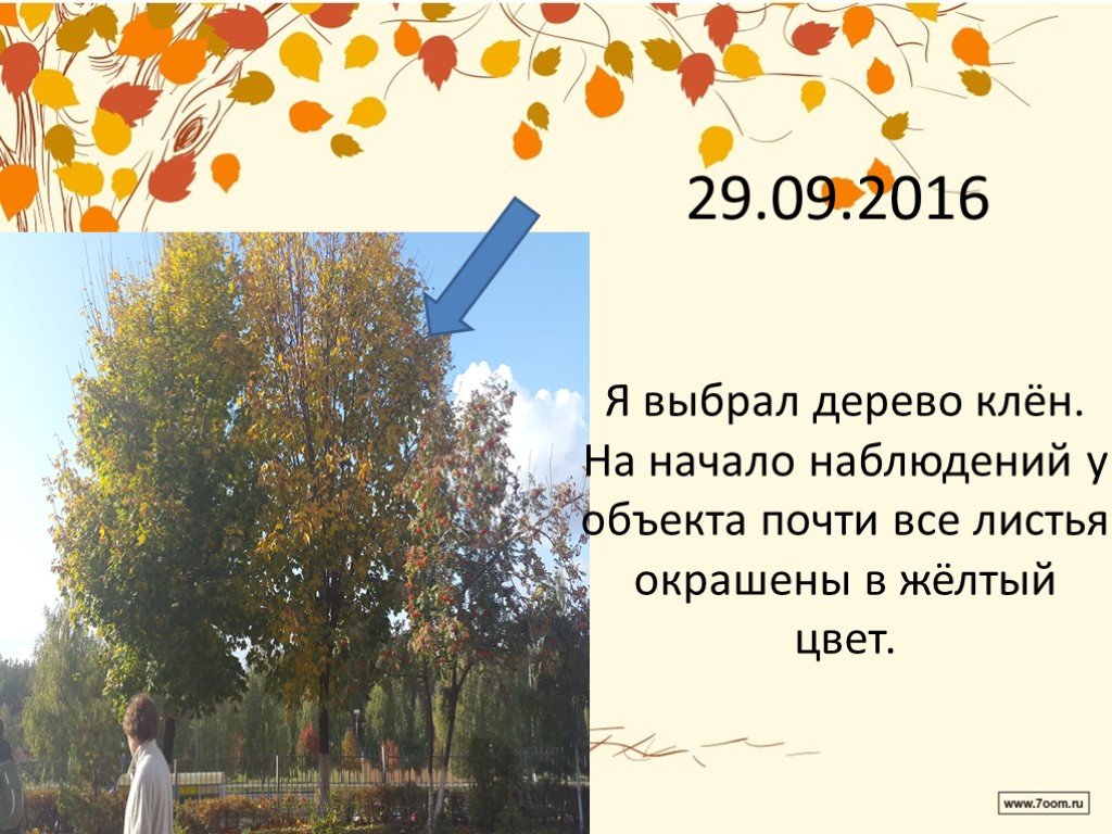 Конспект наблюдения за деревьями весной. прогулка