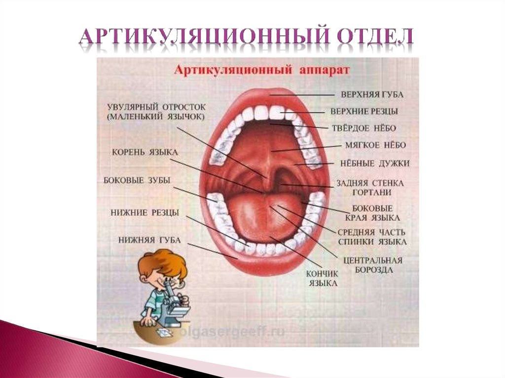 Строение речевого аппарата - отделы, органы и их функции