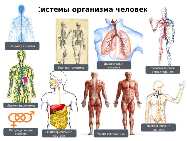 12 систем организма и их функции