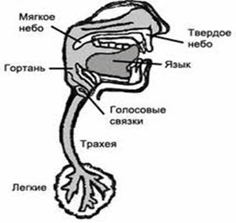 Физиологические основы формирования речи. воспитателям детских садов, школьным учителям и педагогам - маам.ру