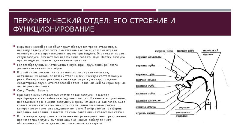 Консультация для педагогов "речь воспитателя — основной источник речевого развития детей. требования к культуре речи воспитателя" | мбдоу «детский сад №13» г. канаш