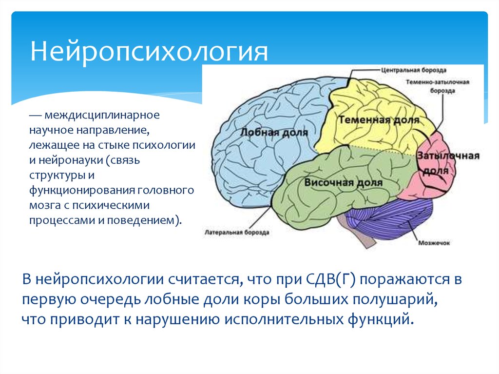 Использование упражнений для развития
межполушарного взаимодействия
в коррекционной работе с детьми
с ограниченными возможностями здоровья | коррекционная работа в доу  | современный урок