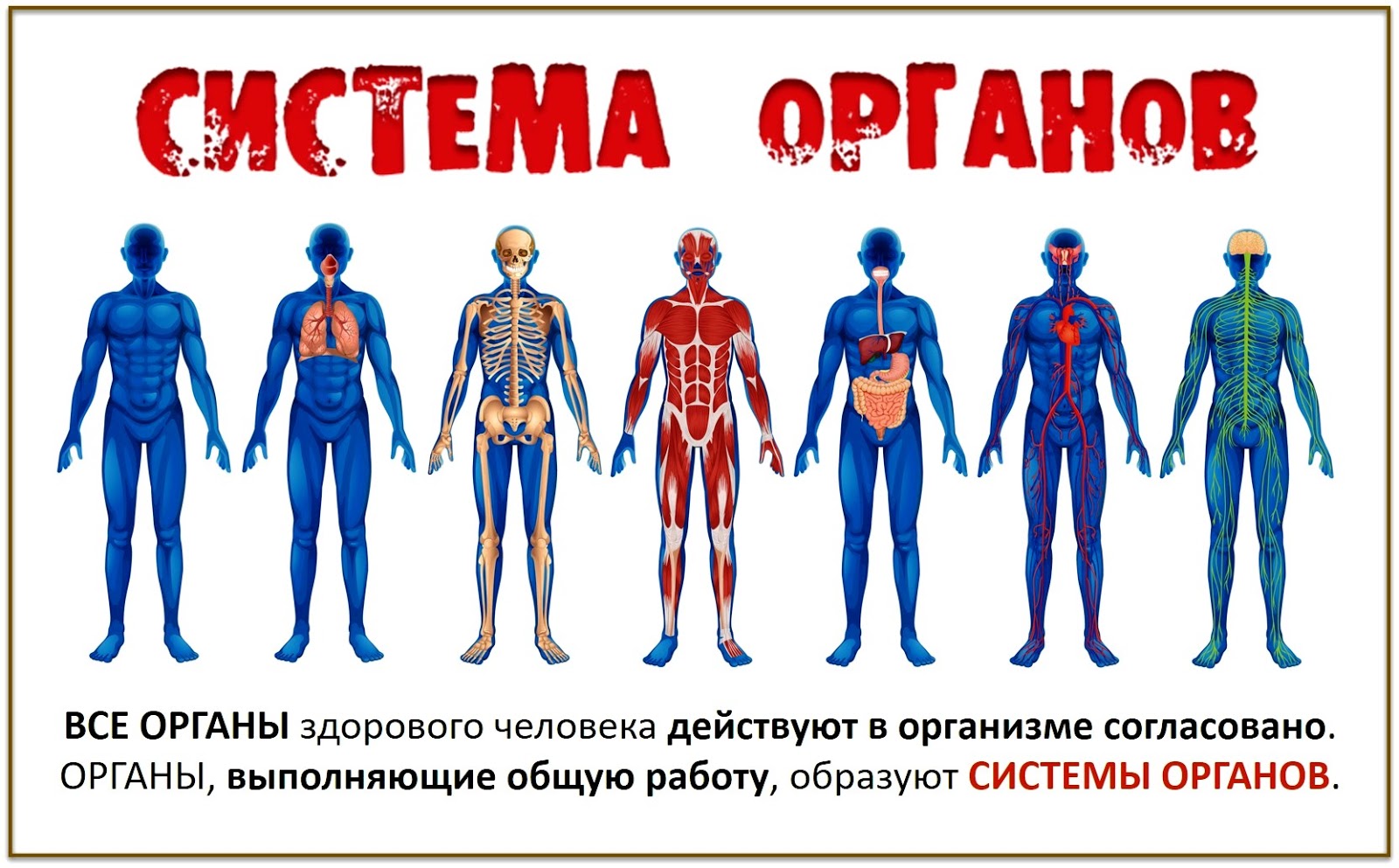 Организм как единая саморазвивающаяся и саморегулирующаяся биологическая система, контрольная работа