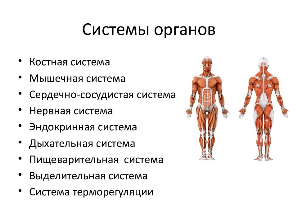 Что такое система органов в биологии? определение для 7 класса
