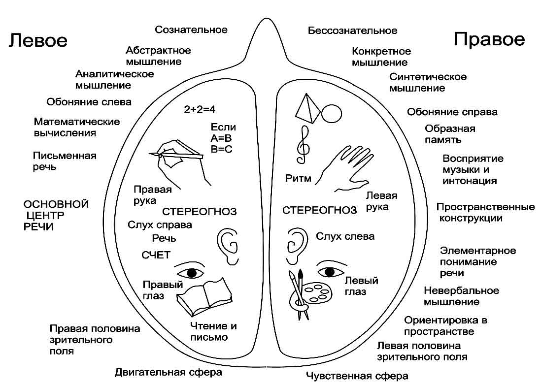 Зачем нагружать правое полушарие и как от него зависит эмоциональный интеллект