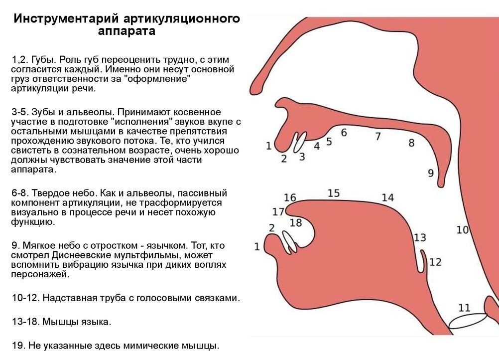 Поэтапное формирование устной речи - ирина владимировна ливанова