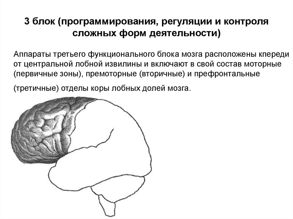 Функциональные блоки мозга, участвующие в акте письма