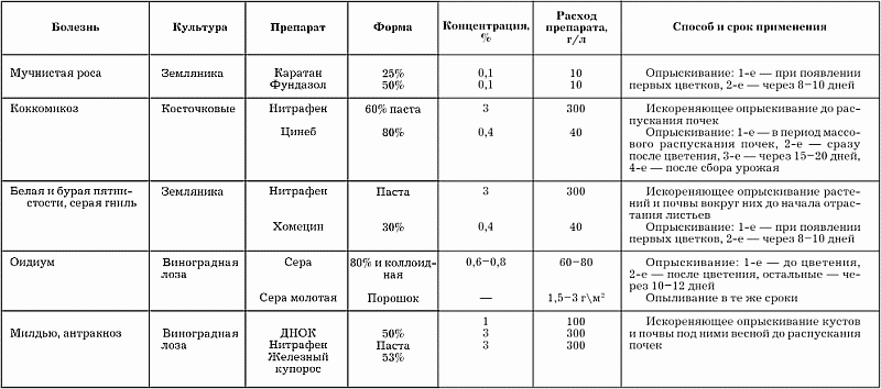 Прогулка наблюдение «первые листья на деревьях». старшая группа. весна