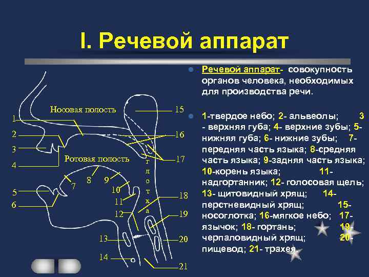 Артикуляционный аппарат: устройство и строение речевого аппарата