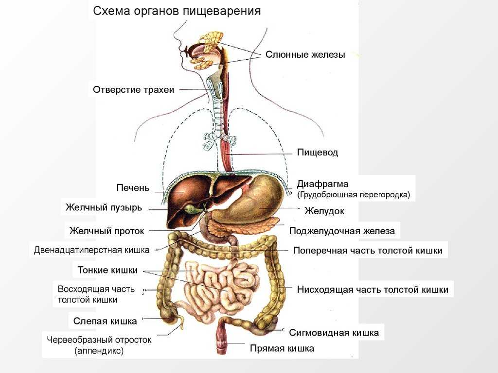 Нейронам нужна глюкоза, и еще несколько фактов о нервных клетках - блог викиум