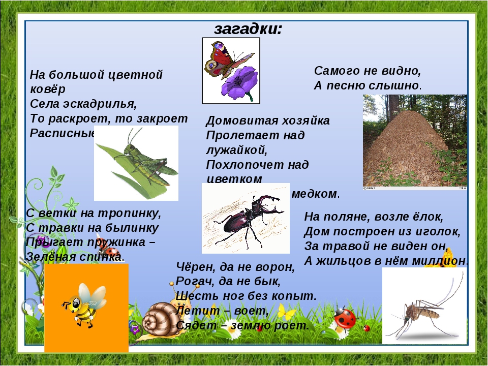 Загадки про насекомых с ответами для детей 4–5, 6–7 лет и для 1–2 классов