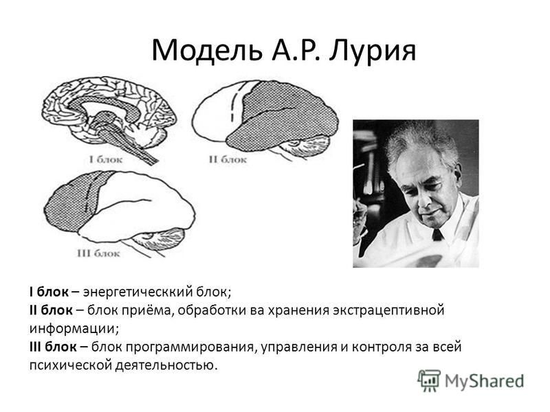 Функциональные блоки мозга, участвующие в акте письма