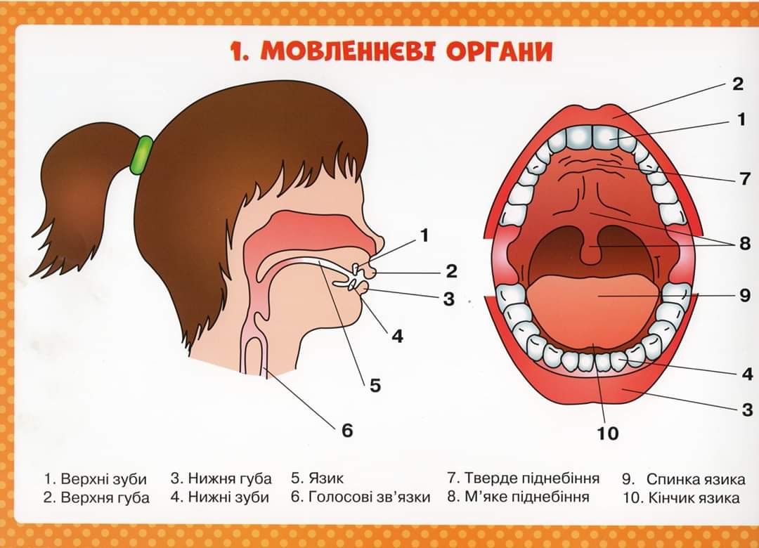 Устная речь, органы артикуляции ребёнка