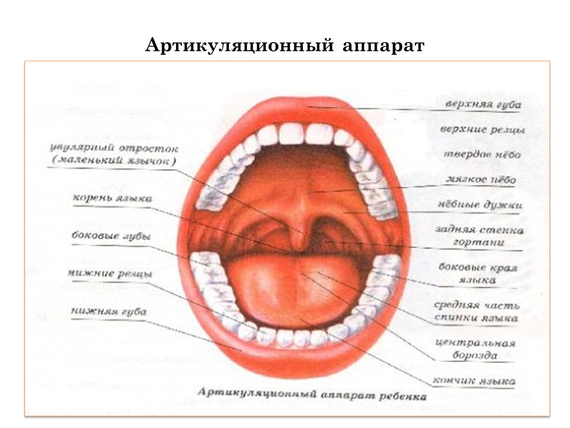Артикуляционный аппарат. понятие, роль. | вся logoпедия