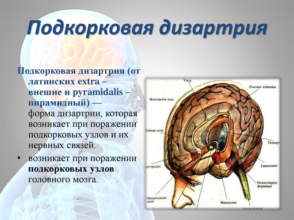 Методичка для логопедов. часть 3. формы дизартрии у взрослых