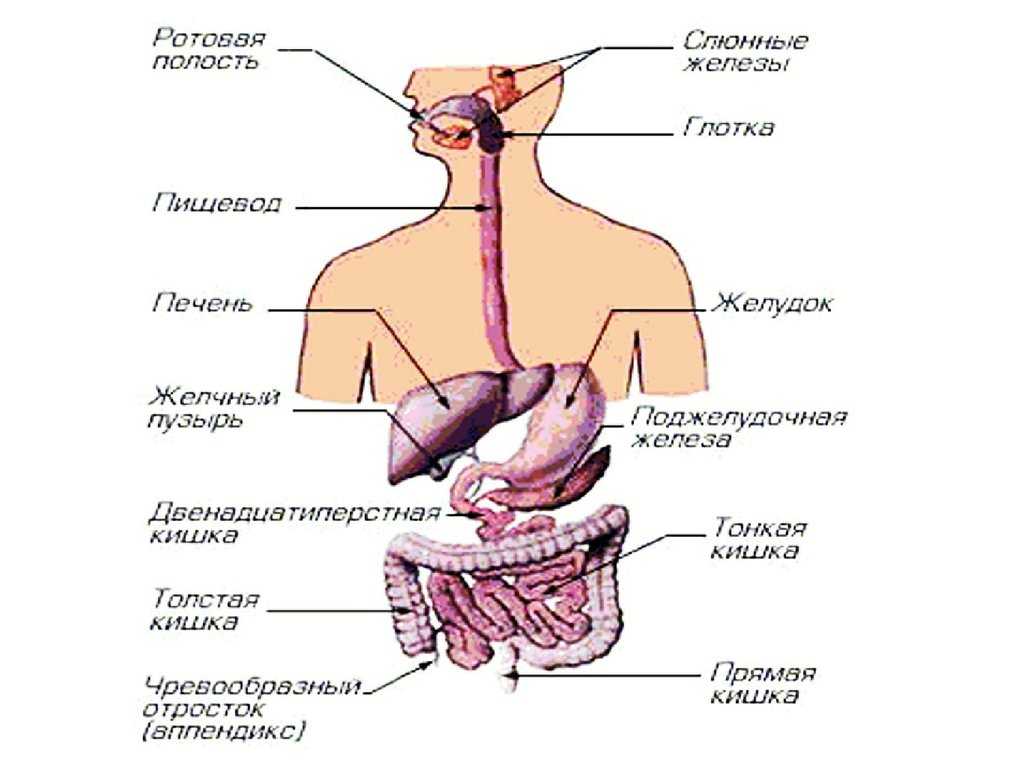 Функции нейронов