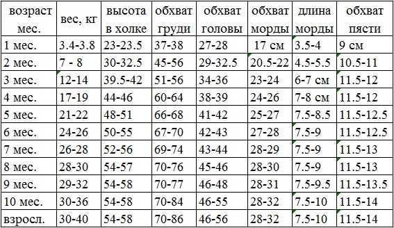 Переходный возраст у девочек: что делать родителям?